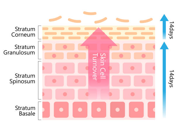 illustrazioni stock, clip art, cartoni animati e icone di tendenza di illustrazione del diagramma del turnover delle cellule della pelle. concetto di cura della pelle e bellezza - peeling