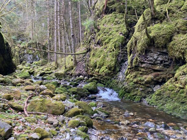 istock River, forest, moss, waterfall, mountain, fir 1306797393