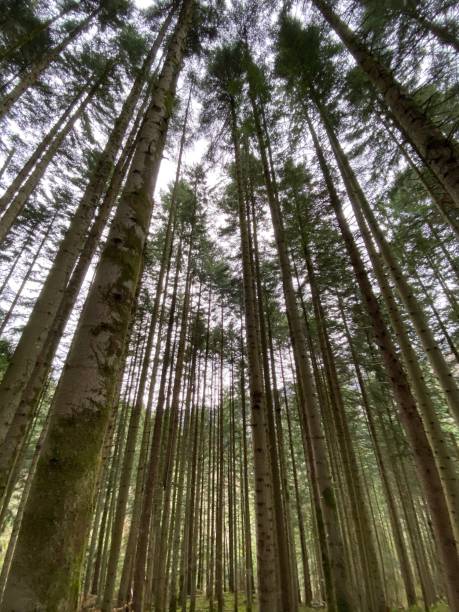istock River, forest, moss, waterfall, mountain, fir 1306797535