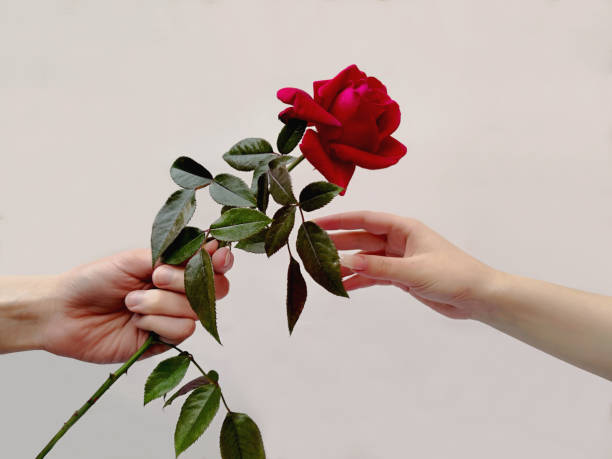 male hand holding big red rose and femal hand taking it in white background. man hand in movement of offering beautiful flower and woman hand in gesture of accepting it. concept of love gift or romance and mutual tender feelings. celebration of event - single flower bouquet flower holidays and celebrations imagens e fotografias de stock