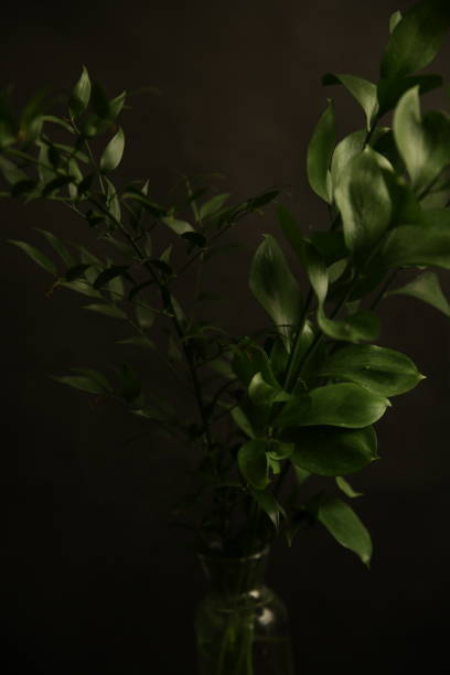 istock Abstract green background, beautiful leaves close-up on dark background. Flat lay, top view, copy space 1306802401