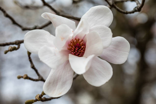 Magnolia X Loebneri Merrill flower on tree branch in Madrid