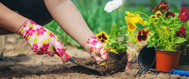 The gardener is planting flowers in the garden. Selective focus. The gardener is planting flowers in the garden. Selective focus. nature. pansy photos stock pictures, royalty-free photos & images