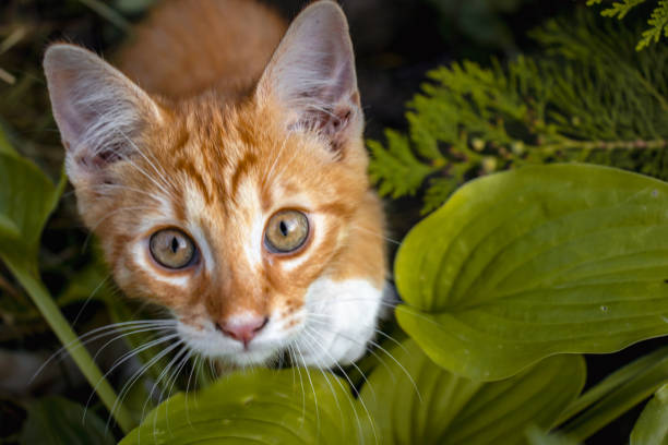 istock Kitty in the grass portrait 1306806015