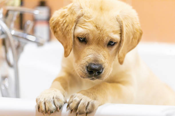 istock Labrador retriever puppy is taking shower at home. 1306806050