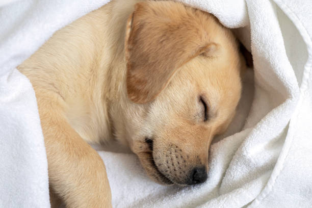 istock Sleeping Labrador retriever puppy against white background 1306806052