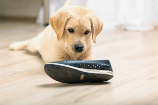istock Labrador retriever with shoe in his mouth 1306806062