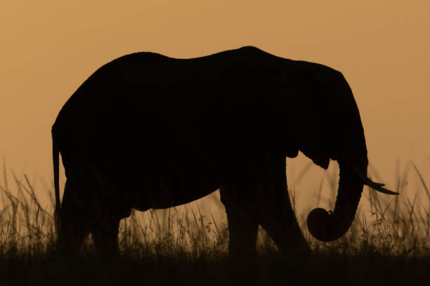 istock African bush elephant in grass at sundown 1306806137