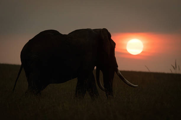 istock African bush elephant near horizon at sunset 1306806153