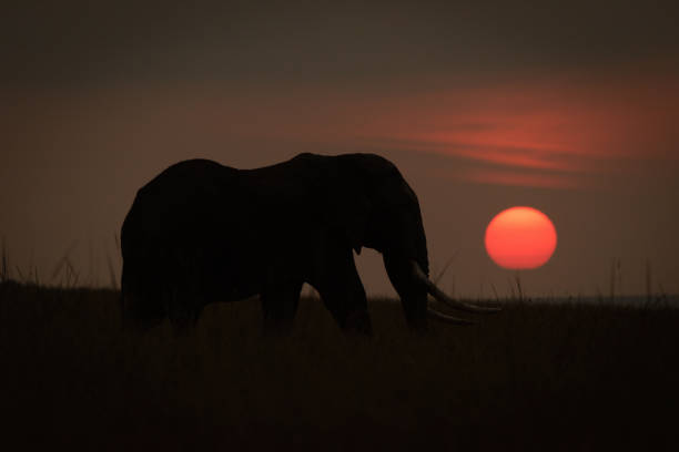 istock African bush elephant silhouetted against setting sun 1306806184