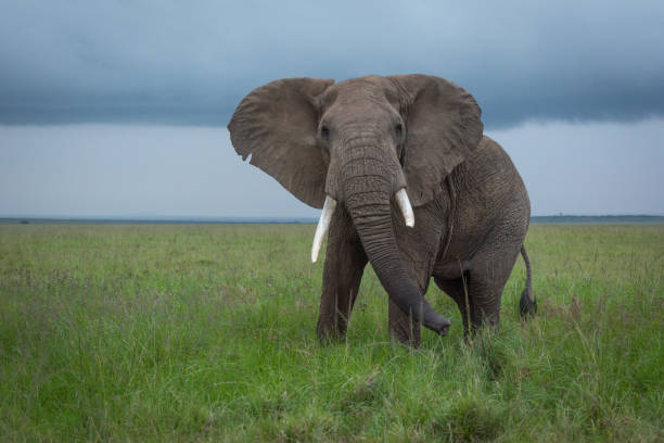 istock African bush elephant swings trunk in savannah 1306806189