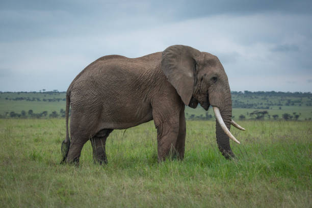 istock African bush elephant in profile in grassland 1306806196