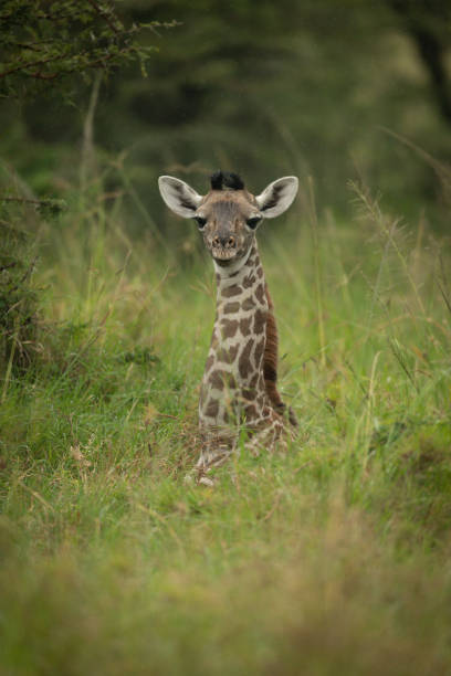 Baby Masai giraffe lies in long grass Baby Masai giraffe lies in long grass masai giraffe stock pictures, royalty-free photos & images
