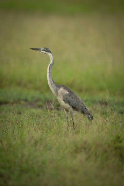 istock Black-headed heron stands in profile in grass 1306806233
