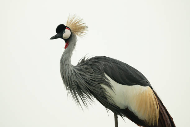 istock Close-up of grey crowned crane eyeing camera 1306806282