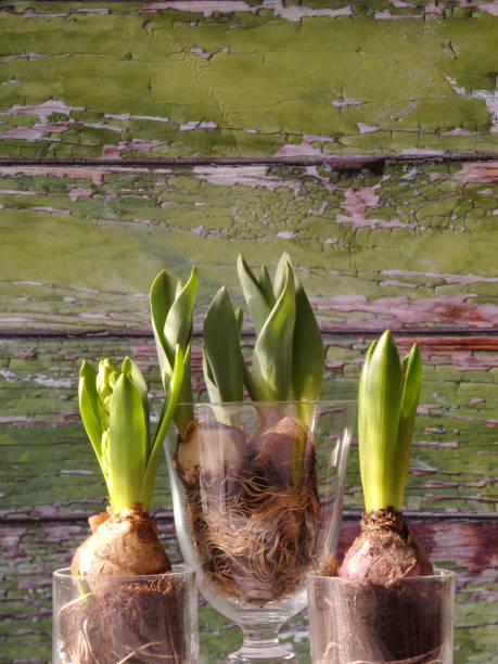 istock Close-up of growing hyacinths 1306806459