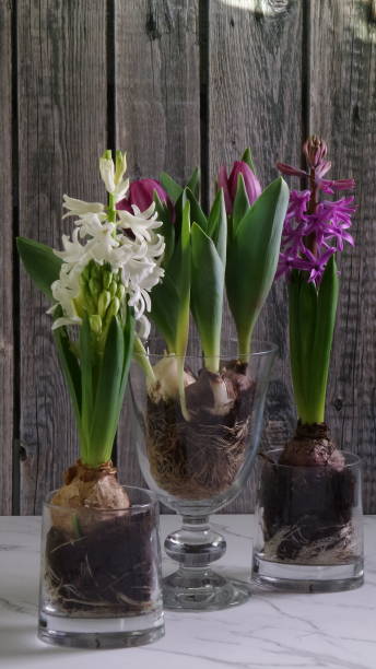 istock Close-up of blooming hyacinths 1306806462