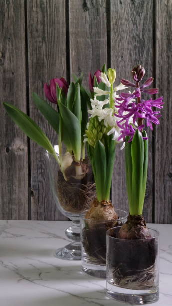 istock Close-up of blooming hyacinths 1306806463