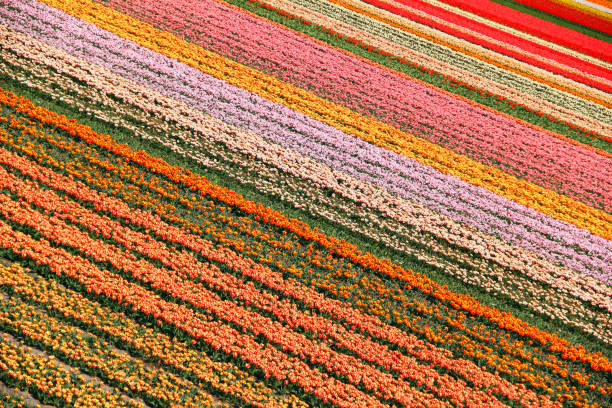 Field with colorful Dutch tulips.