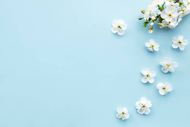 istock Spring border background with beautiful white flowering branches. 1306815346