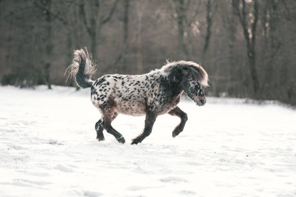 A brown horse standing in a snow-covered field with copy space.