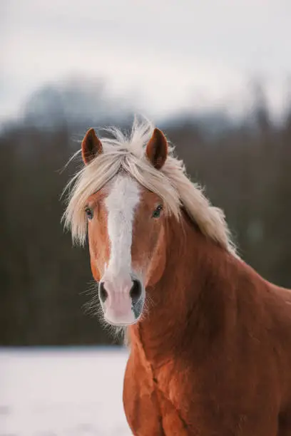 Pretty Haflinger horse in the snow