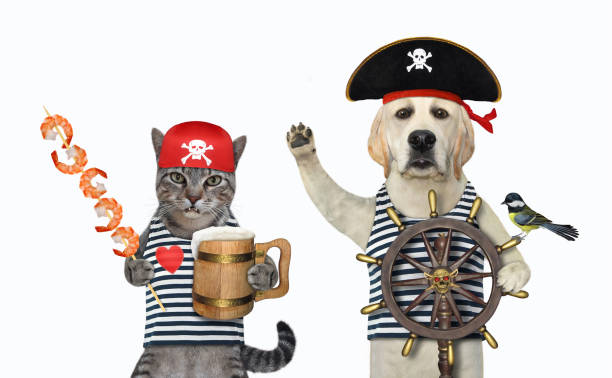 istock Cat gray and dog pirates drink beer 1306819139