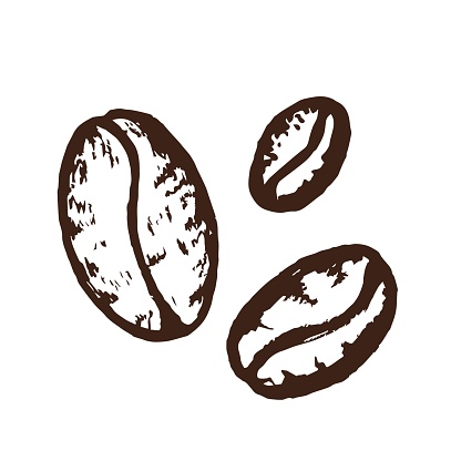 Hand-drawn with charcoal pencil coffee beans of different shapes and sizes isolated on white background. Vector drawing. For the design of labels, packaging, logo.