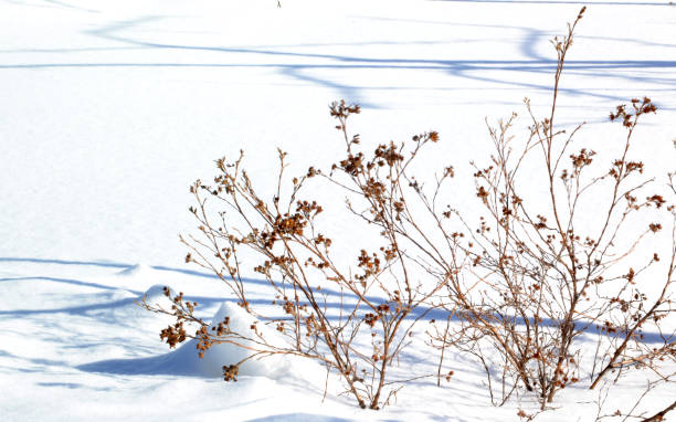 istock shrub, winter, snow, white, cold, frost 1306820085