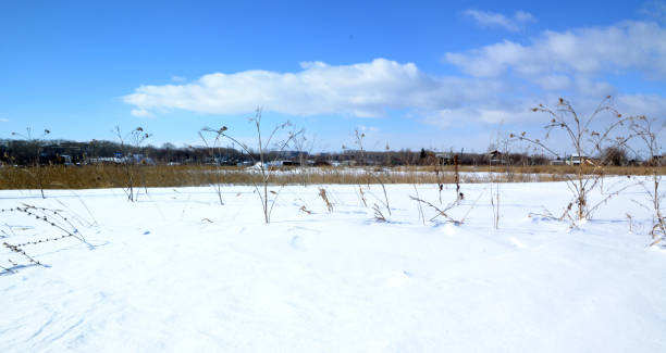 istock nature, winter, swamp, reeds, sedge, brown 1306820115