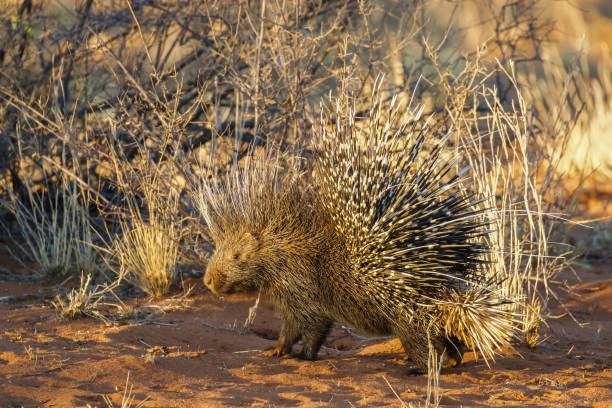 istock Crested Porcupine at Tswalu 1306820302