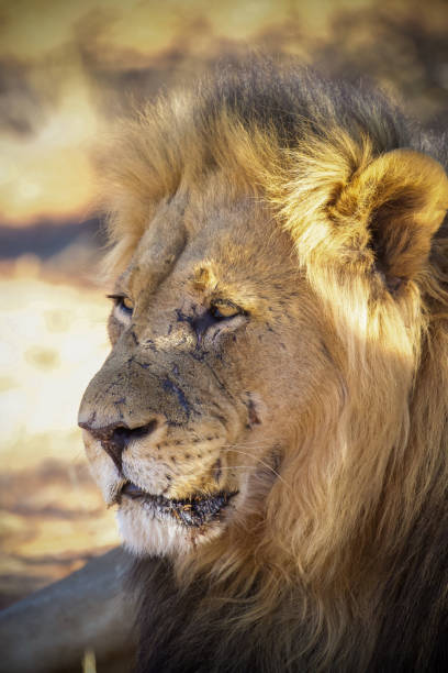 istock Black-maned Kalahari Lion 1306820303