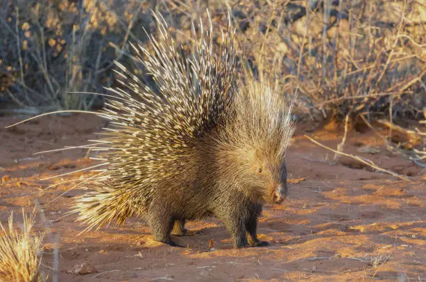 The crested porcupine (Hystrix cristata) also known as the African crested porcupine, is a species of rodent in the family Hystricidae found in Italy, North Africa, and sub-Saharan Africa. This one was photographed at Tswalu Game Reserve in the Kalahari Desert, South Africa.