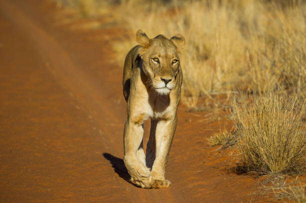 istock Lioness at Tswalu Game Reserve 1306820319