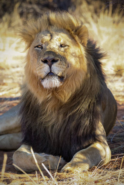 istock Black-maned Kalahari Lion 1306820328