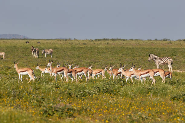 istock Herd of springbok in Etosha 1306823554