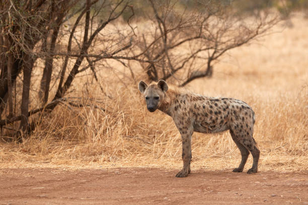 Hyena in Kruger National Park stock photo