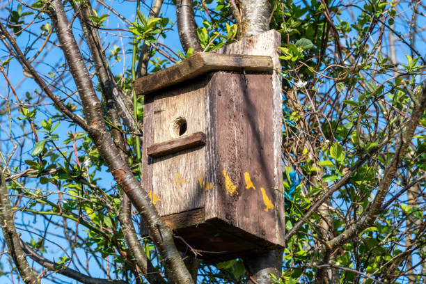 istock Birdbox or birdhouse attached to a woodland tree 1306824682