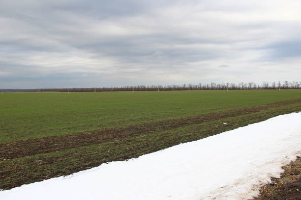 campo arado con pequeños brotes de trigo de invierno y nieve - winter wheat fotografías e imágenes de stock