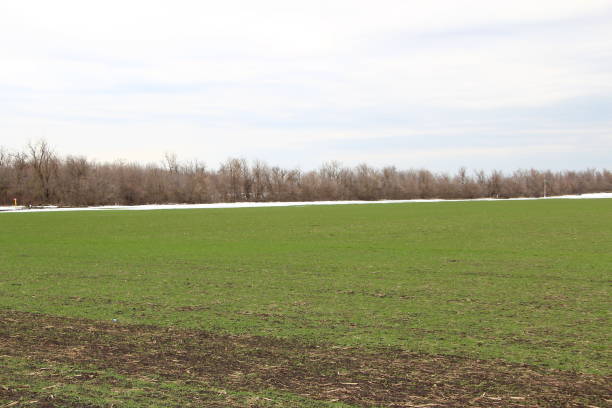 campo arado con pequeños brotes de trigo de invierno y nieve - winter wheat fotografías e imágenes de stock