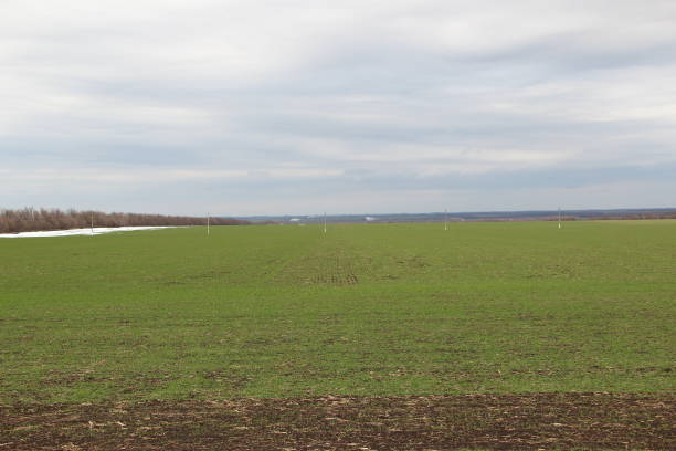 istock Plowed field with small wheat sprouts 1306825590