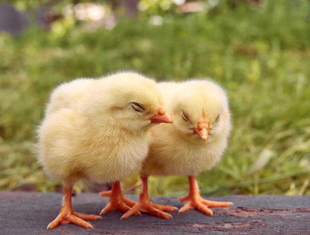 istock Cute little newborn chicken. 1306827582