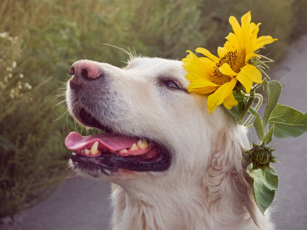 istock Retriever on the road. 1306827588