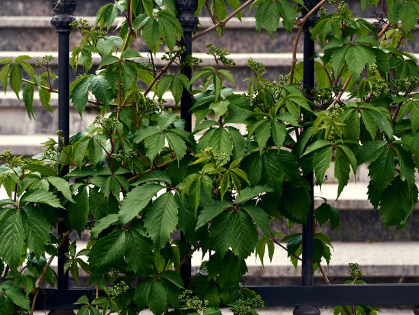 istock Grape leaves on the fence 1306827891