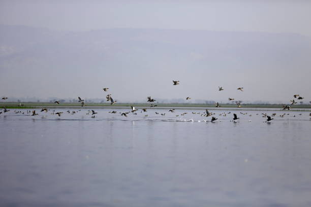 istock Tanguar Haor in Bangladesh 1306827947