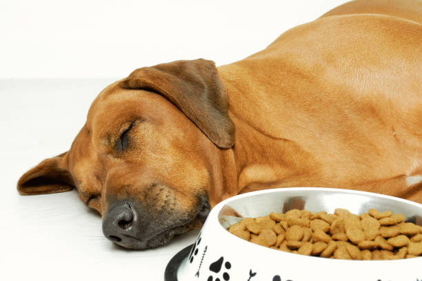 istock Sleeping dog and bowl with food 1306827982