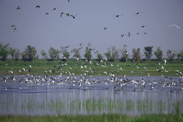 istock Tanguar Haor in Bangladesh 1306827983