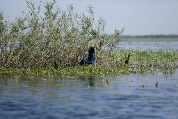istock Tanguar Haor in Bangladesh 1306828007