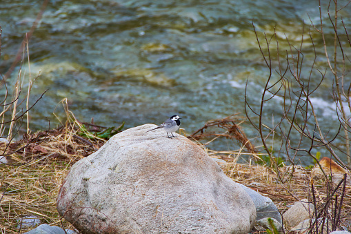 a little bird standing on a big rock and the river in background