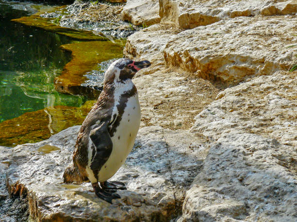istock Humboldt penguin on shore 1306828875